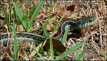 Eastern Garter Snake [Thamnophis sirtalis sirtalis]