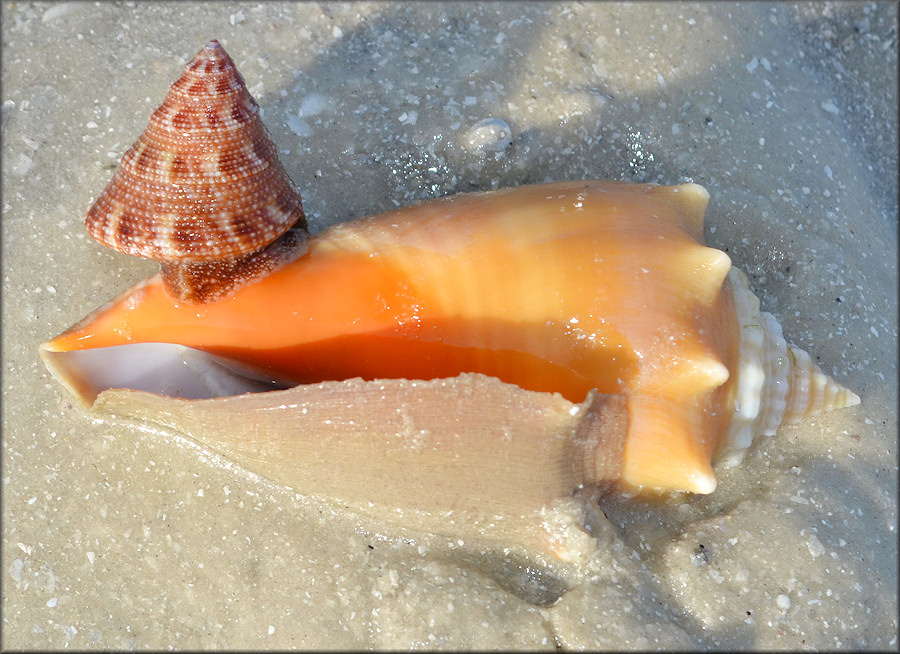 Calliostoma tampaense (Conrad, 1846) Tampa Bay Topsnail