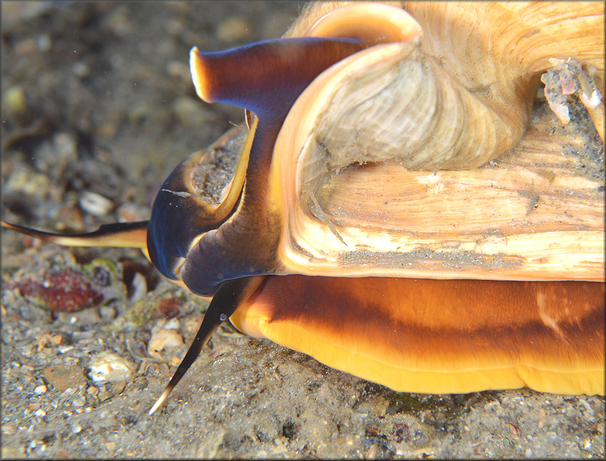 Cassis madagascariensis spinella Clench, 1944 Cameo Helmet