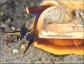 Cassis madagascariensis spinella Clench, 1944 Cameo Helmet