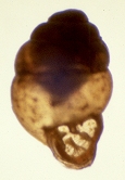 Vertigo conecuhensis G. Clapp, 1915 