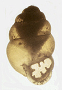 Vertigo teskeyae Hubricht, 1961 ( 2.4 mm.) 