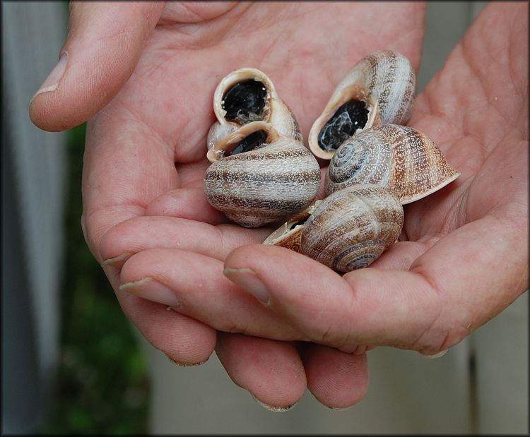 Otala punctata (Mller, 1774) Aestivating Specimens