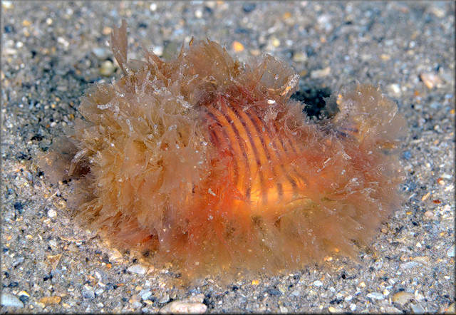 Cymatium (Gelagna) succinctum (Linn, 1771) Living Animal In Situ