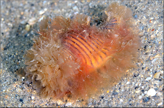 Cymatium (Gelagna) succinctum (Linn, 1771) Living Animal In Situ