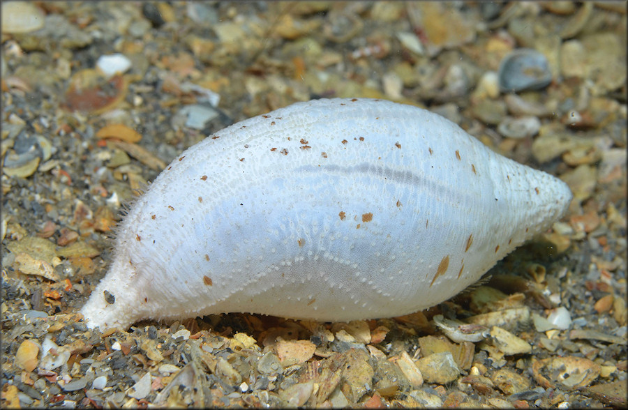 Stolus cognatus (Lampert, 1885)