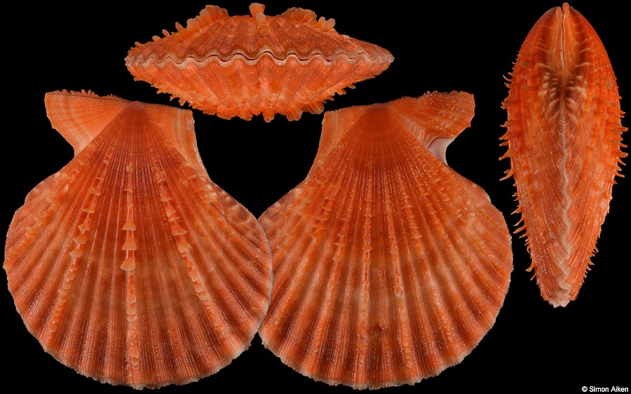 Mimachlamys scabricostata (G. B. Sowerby III, 1915)