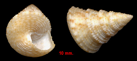 Calliostoma pulchrum (C. B. Adams, 1850) Beautiful Topsnail