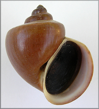 Pomacea scalaris (d'Orbigny, 1835)