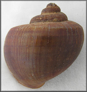 Pomacea scalaris (d'Orbigny, 1835)