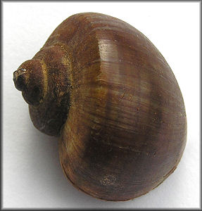 Pomacea scalaris (d'Orbigny, 1835)