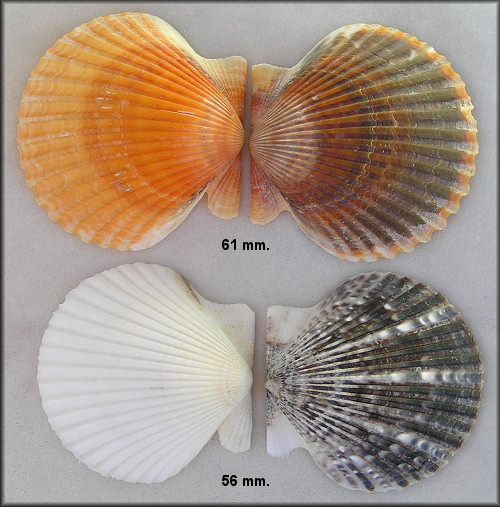 Argopecten irradians taylorae Petuch, 1987 Southern Bay Scallop