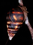 Liguus fasciatus (Mller, 1774)