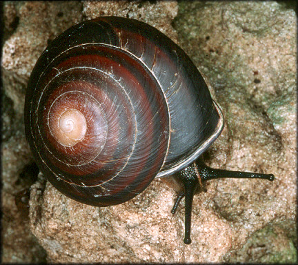 Caracolus marginella (Gmelin, 1791) Banded Caracol