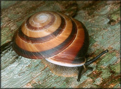 Caracolus marginella (Gmelin, 1791) 