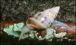 Drymaeus dormani (W. G. Binney, 1857) - Manatee Treesnail