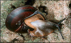 Caracolus marginella (Gmelin, 1791) Banded Caracol