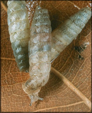 Cochlodinella poeyana (d'Orbigny, 1841) Truncate Urocoptid