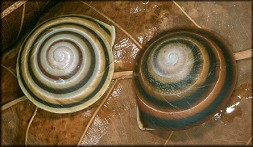 Caracolus marginella (Gmelin, 1791) Banded Caracol