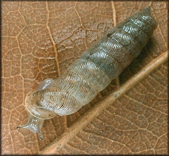 Cochlodinella poeyana (d'Orbigny, 1841) Truncate Urocoptid