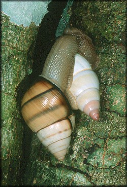 Orthalicus floridensis Pilsbry, 1891 And Liguus fasciatus (Mller, 1774) Mating