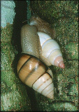 Orthalicus floridensis Pilsbry, 1891 And Liguus fasciatus (Müller, 1774) Mating