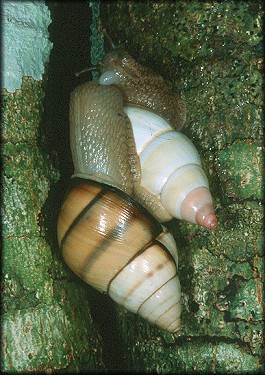 Orthalicus floridensis Pilsbry, 1891 And Liguus fasciatus (Mller, 1774) Mating