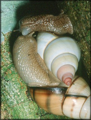 Orthalicus floridensis Pilsbry, 1891 And Liguus fasciatus (Müller, 1774) Mating