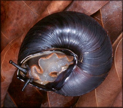 Caracolus marginella (Gmelin, 1791) Banded Caracol