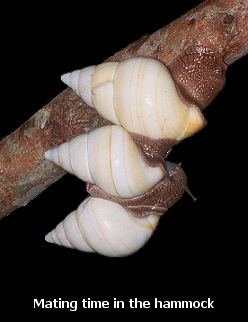 Liguus fasciatus lossmanicus Pilsbry 1912 Mating