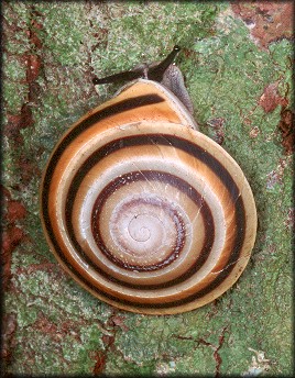 Caracolus marginella (Gmelin, 1791) Banded Caracol