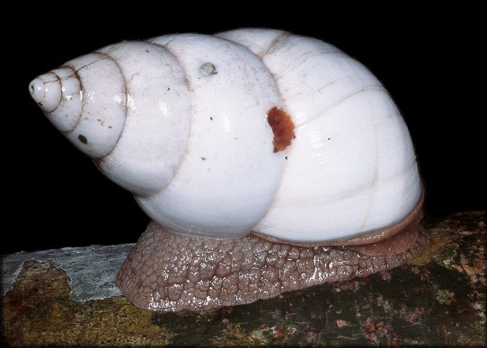 Liguus fasciatus elliottensis Pilsbry, 1912 