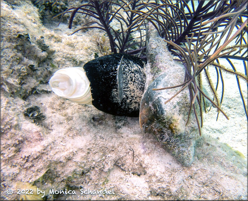 Turbinella angulata (Lightfoot, 1786) West Indian Chank Depositing Eggs