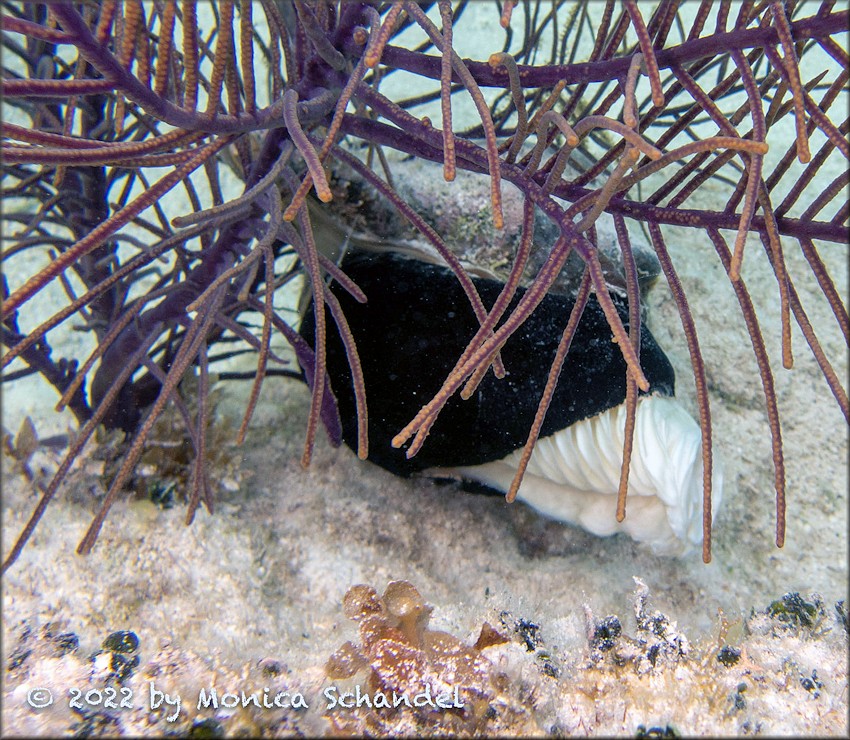 Turbinella angulata (Lightfoot, 1786) West Indian Chank Depositing Eggs