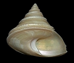 Calliostoma schroederi Clench and Aguayo, 1938