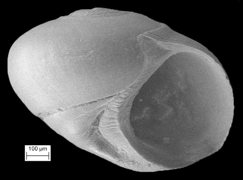 cf. Solariorbis schumoi (Vanatta, 1913)