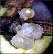 Euconulus species Eggs And Eggs Hatching