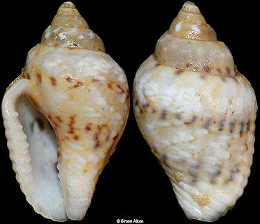 Euplica scripta (Lamarck, 1822) Sinistral