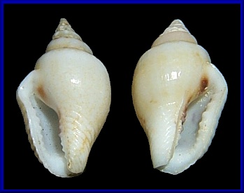 Sinistral Euplica scripta (Lamarck, 1822)