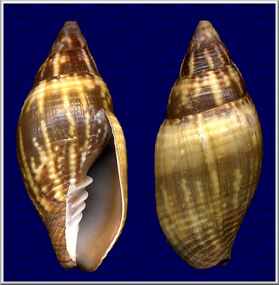 Strigatella scutulata (Gmelin, 1791)