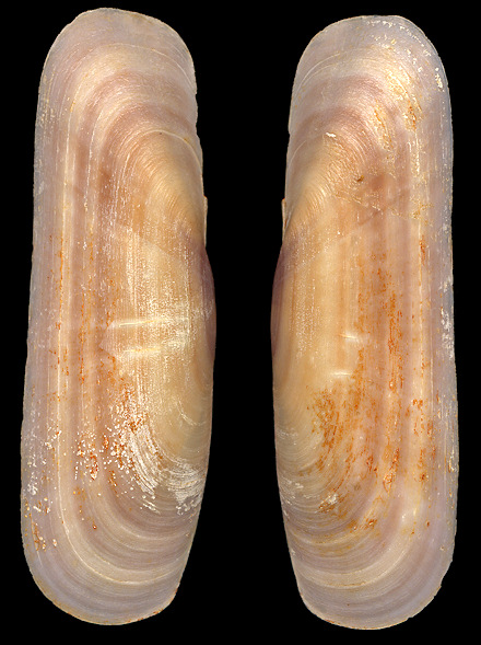 Tagelus dombeii (Lamarck, 1818) form violascens (Carpenter, 1857)