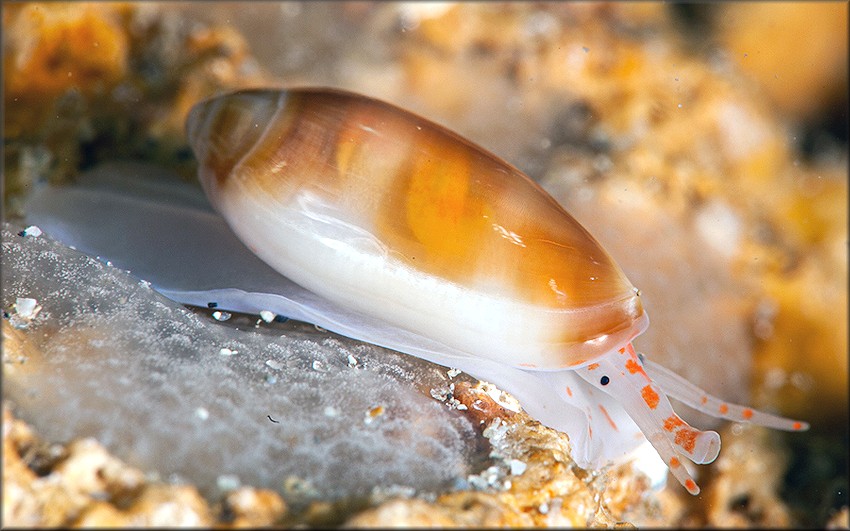 Volvarina avena (Kiener, 1834) Orange-band Marginella