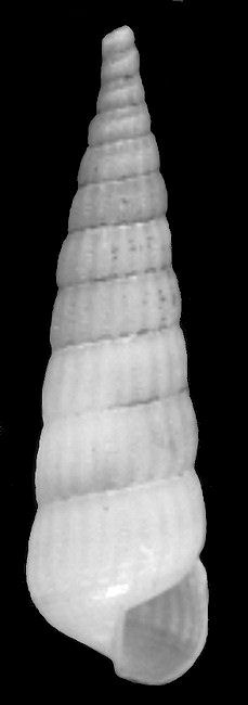 Turbonilla (Pyrgiscus) buteonis Bartsch, 1909 Hawk Turbonille