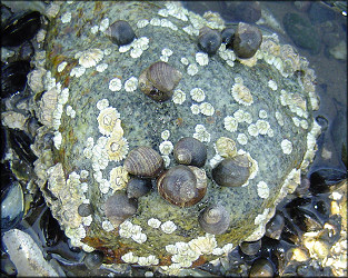 Littorina littorea (Linnaeus, 1758) Common Periwinkle In Situ