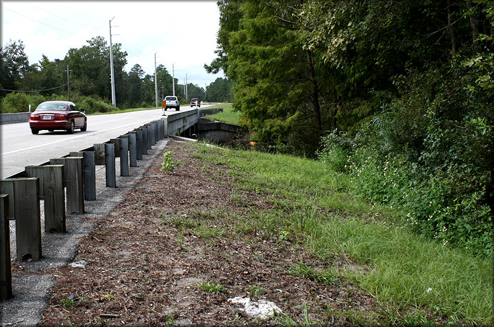 Daedalochila habitat on the northeastern end of the SR-16 bridge (9/21/2008)