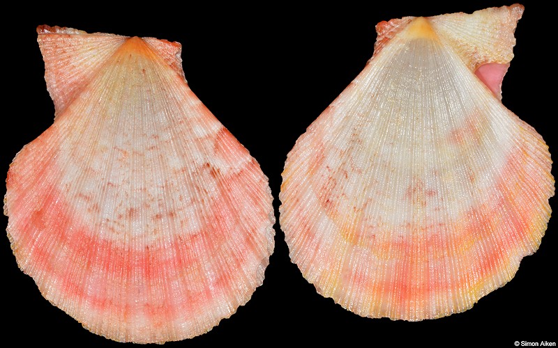 Semipallium dringi (Reeve, 1853)