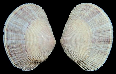 Semele bellastriata (Conrad, 1837) Cancellate Semele