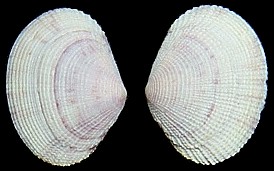 Semele bellastriata (Conrad, 1837) Cancellate Semele