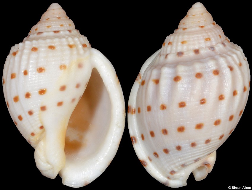 Semicassis adcocki (G. B. Sowerby III, 1896)