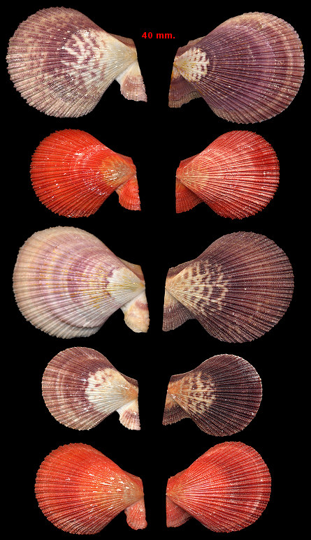 Caribachlamys sentis (Reeve, 1853) Scaly Scallop